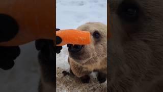 Bear eating carrot #shorts