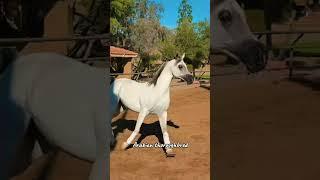 sso horses in real life  #sso #starstable #starstableonline #horses #ssohorses #ssoinreallife