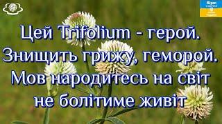 Цей Trifolium - герой. Знищить грижу, геморой. Мов народитесь на світ не болітиме живіт