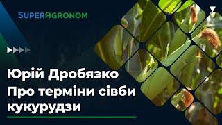 Оптимaльні строки сівби тa живлення кукурудзи. Порaди від Юрія Дробязко