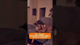 Идеальная связь между котом и собакой существует 