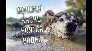 Почему ХАСКИ Боятся Воды? | Сибирский Хаски