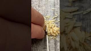 Cutting A Cashew #shorts #knifeskills #satisfyingasmr