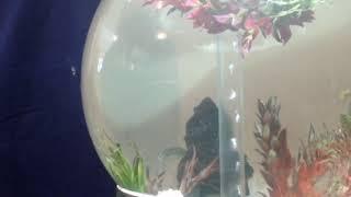 Mindful Fish Bowl: Harp and Pan Pipe sounds; Music for Relaxation; 432hz;