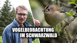 Vogelstimmen im Bergwald