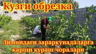 Лимонларда кузги обрезка ва шу кунларда зараркунандаларига карши кураш чоралари Устоз МухаммадЮсуф