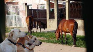 Curious Labrador Retriever Puppies Watch Cattle From Our Gate