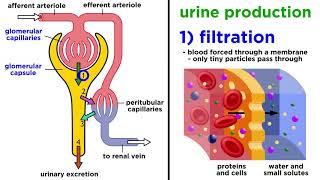 The Urinary System