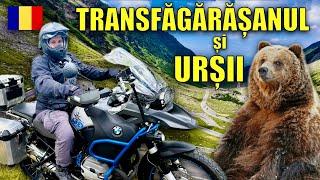 TRANSFAGARASAN Lacul Balea | Ursii PERICULOSI pentru motociclisti ?