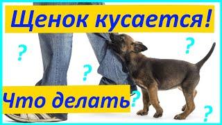 283. ЩЕНОК КУСАЕТСЯ! ЧТО ДЕЛАТЬ? Щенок кусает руки, бросается на ноги