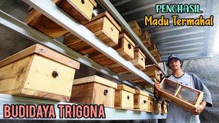 Budidaya Lebah Klanceng (Trigona) Modern| Cara Ternak Lebah Madu