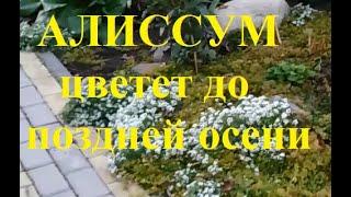 Алиссум однолетний продолжает цвести до самых холодов Вот такой стойкий однолетник