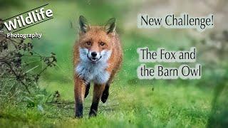 Wildlife Photography - The Fox and the Barn Owl, Part 1