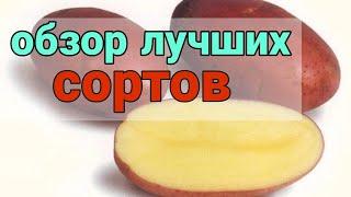 Лучшие сорта Картофеля. Отзывы, описание, характеристика