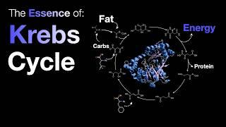 Why do we have to learn about the Krebs cycle?