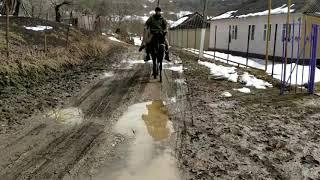 Перевозка моей кабылы "Лахьиб" Англо-карачай после зимовки