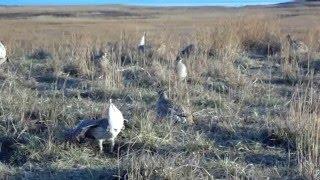 Valentine National Wildlife Refuge Sharp-tailed Grouse Display