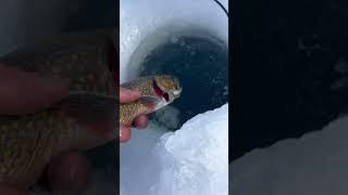 Brookie BeatDown#trout #icefishing #winter #fishing #colorado #hiking #alpine #beautiful #nature