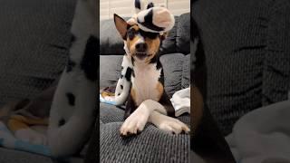 Basenji Smile #basenji #dog #toys