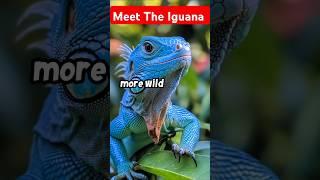 Iguanas: Nature’s Green Giants.  #iguana #wildlife #naturelovers