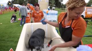 Walk to fight animal cruelty at RSPCA's Million Paws Walk 2015