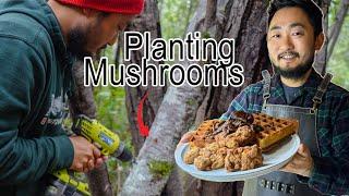 Inoculating Mushroom Logs + Chicken and Waffles