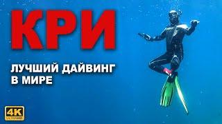 КАПИТАН ГЕРМАН | ПОДВОДНЫЕ СОКРОВИЩА РАДЖА АМПАТ. Снорклинг на Кри. Жители подводного царства