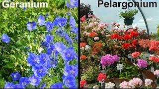 What Is A Geranium & What Is A Pelargonium?