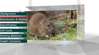 Norway Rat (Rattus norvegicus)