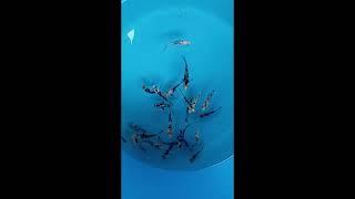 2 to 3 inch Koi Fry varieties