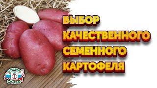 ЛУЧШИЙ СЕМЕННОЙ КАРТОФЕЛЬ репродукций элита и суперэлита / Компания СеДеК