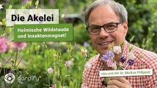 Die Akelei - heimische Wildstaude für den Naturgarten und Nektarquelle für Bienen und Hummeln!