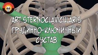 Грудинно-ключичный сустав (art.sternoclavicularis) 3D Анатомия