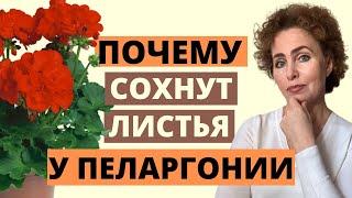 ПЕЛАРГОНИЯ: желтеют и сохнут листья