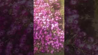 Flower Bonanza #beautifulworld #flowers