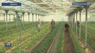 Развитие приусадебных участков в Джизаке