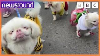 Cutest Baby Otters, Pandas, and a Christmas Parade | Happy News | Newsround