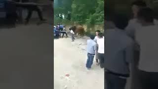 Cow Mata