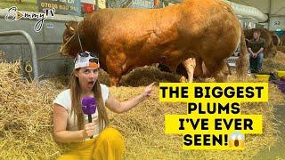 Royal Highland Show  featuring Cammy 