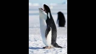 hybrid animals
