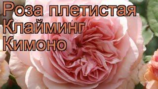 Роза плетистая Клайминг Кимоно  обзор: как сажать, саженцы розы Клайминг Кимоно