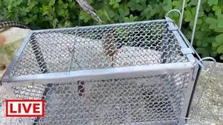 Freedom for a little friend    - Takis Shelter