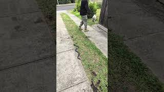 Cairn terrier snake avoidance #caninesnakeavoidance #snakeavoidance
