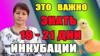 Это ВАЖНО знать, последние дни инкубации. Зная об этом, цыплята не погибнут.