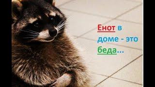 Енот полоскун в доме - это беда! Приколы про енотов # Гостиница  для животных#