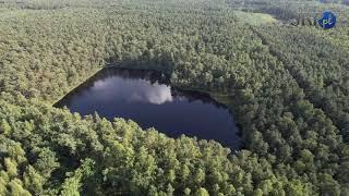 Niepołomice Forest