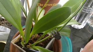 orchid - What is the difference between a new growth and a new flower spike on a masdevallia?