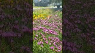 Empowering Believers Church Pollinator Garden