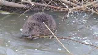 Biber am  abgetriebenen Narungshlos.Castor fiber,,Europäischer Biber,Eurasian BeaverBeaver