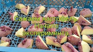 Посадка картофеля кусочками. Для получения огромного урожая картофеля.